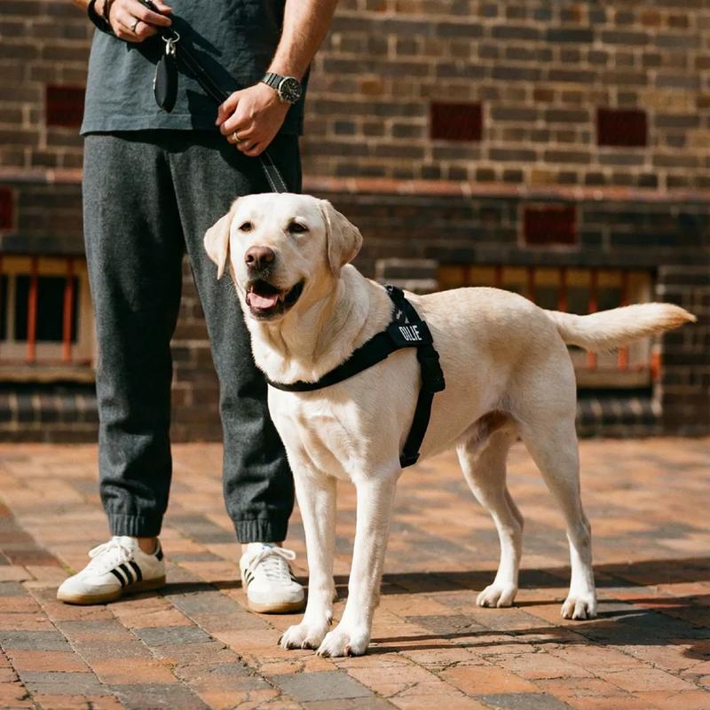 Tloomr Dog Friendly Harness